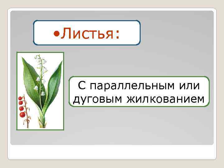 Семейство лилейные листья простые или сложные. Жилкование лилейных. Лилейные жилкование листьев. Жилкование листа лилейных растений. Семейство Лилейные жилкование листьев.