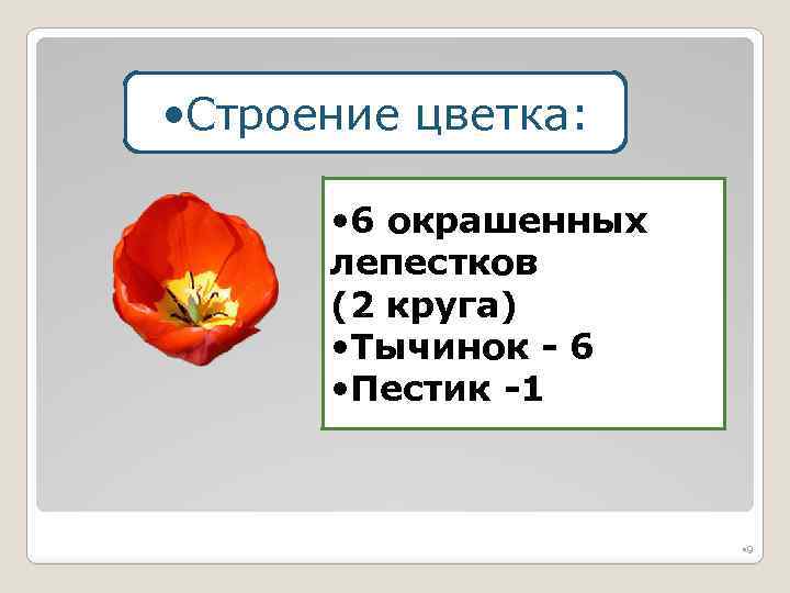 Строение цветка 6 окрашенных лепестков. Строение цветка лилейных растений. Строение лилейных. Сколько лепестков в цветках лилейных?.