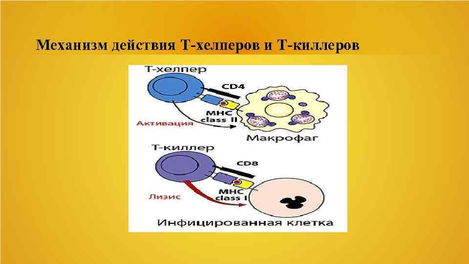 Т действия. Т-киллеры и т-хелперы. Т киллеры механизм действия. Механизм действия т хелперов. Механизм т киллеров и хелперов.