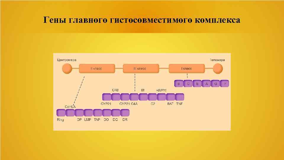 Гены главного гистосовместимого комплекса 