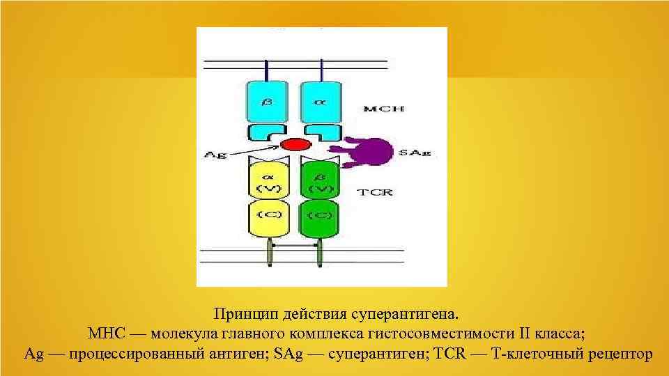 Mhc v13 схема