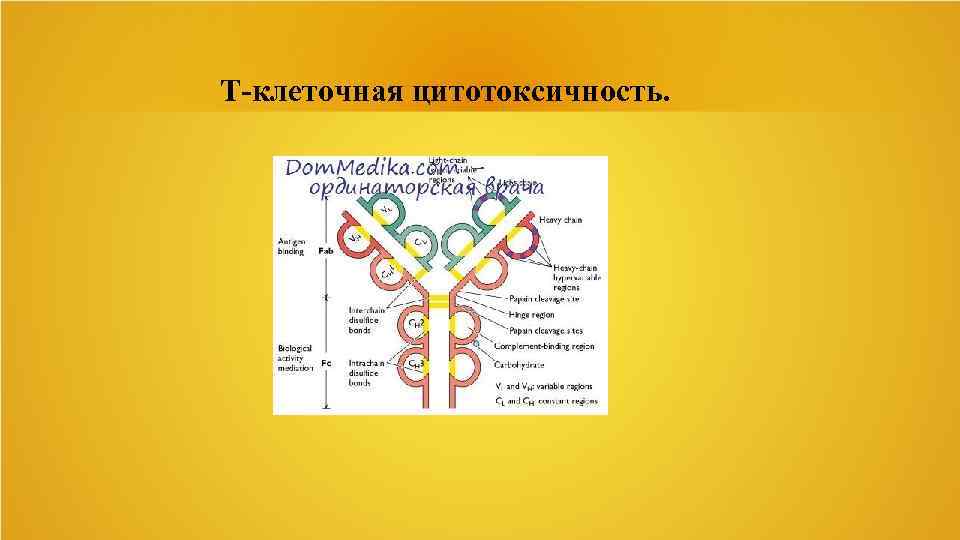 Т-клеточная цитотоксичность. 