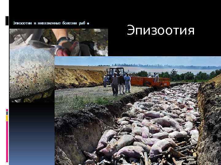 . Эпизоотии и инвазионные болезни рыб Эпизоотия 
