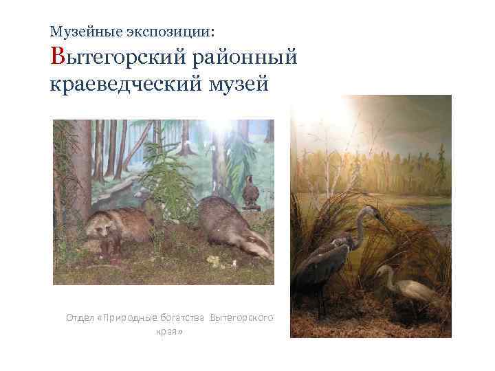 Музейные экспозиции: Вытегорский районный краеведческий музей Отдел «Природные богатства Вытегорского края» 