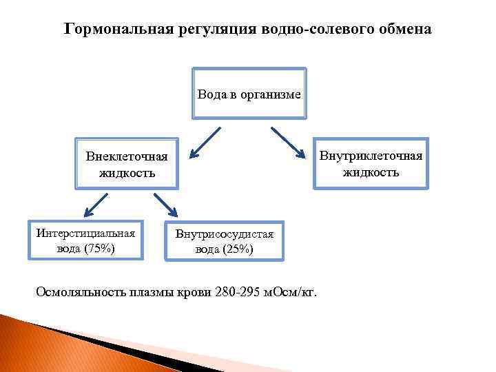 Гормональная регуляция водно-солевого обмена Вода в организме Внутриклеточная жидкость Внеклеточная жидкость Интерстициальная вода (75%)