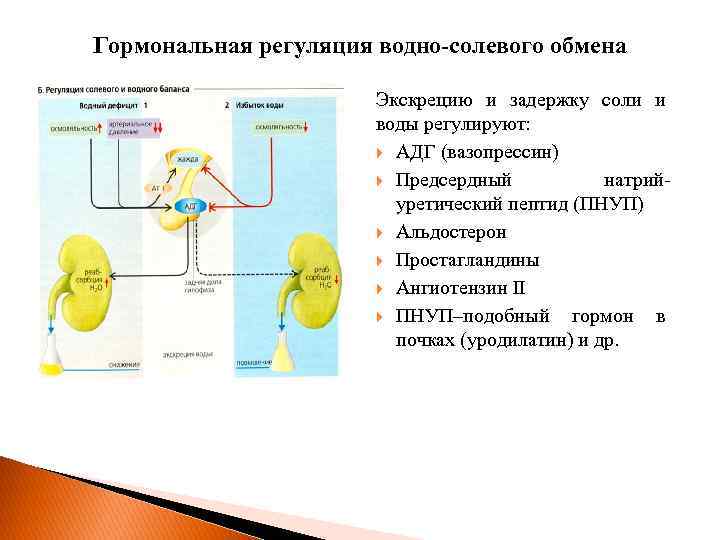 Гормональная регуляция водно-солевого обмена Экскрецию и задержку соли и воды регулируют: АДГ (вазопрессин) Предсердный