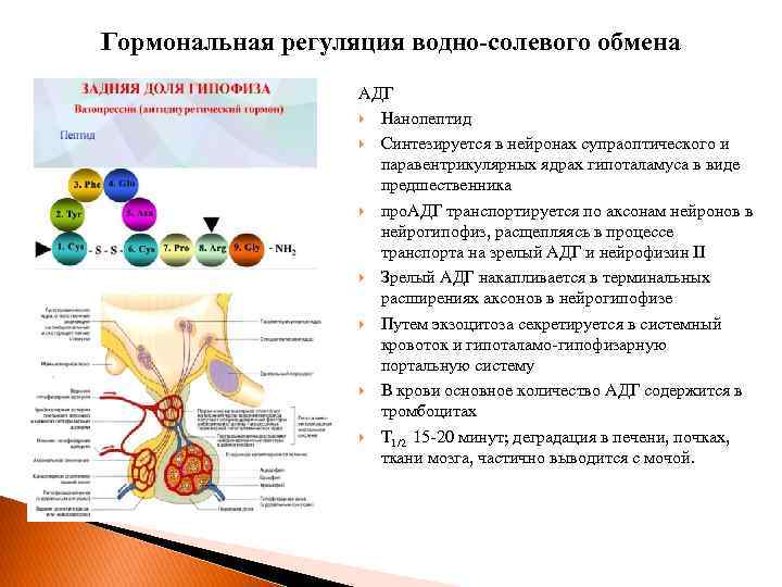 Гормональная регуляция водно-солевого обмена АДГ Нанопептид Синтезируется в нейронах супраоптического и паравентрикулярных ядрах гипоталамуса