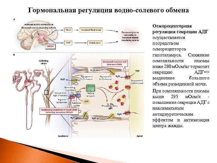 Гормональная регуляция водно-солевого обмена Осморецепторная регуляция секреции АДГ осуществляется посредством осморецепторов гипоталамуса. Снижение осмоляльности