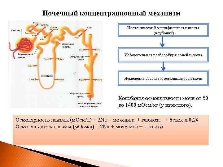 Почечный концентрационный механизм Изотонический ультафильтрат плазмы (клубочки) Избирательная реабсорбция солей и воды Изменение состава