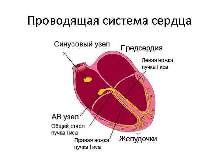 Проводящая система сердца 