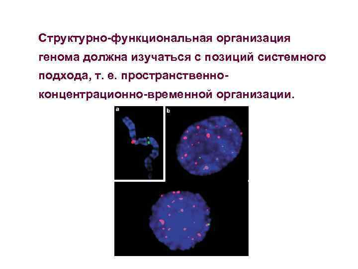 Структурно-функциональная организация генома должна изучаться с позиций системного подхода, т. е. пространственноконцентрационно-временной организации. 