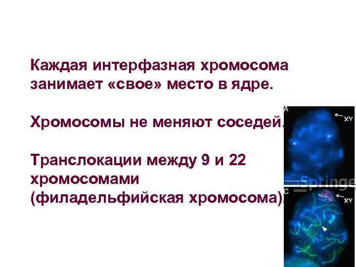 Каждая интерфазная хромосома занимает «свое» место в ядре. Хромосомы не меняют соседей. Транслокации между