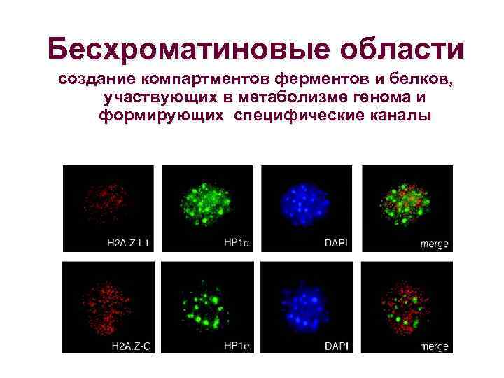 Бесхроматиновые области создание компартментов ферментов и белков, участвующих в метаболизме генома и формирующих специфические