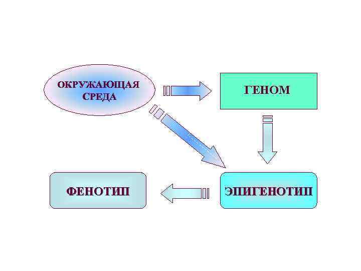 ОКРУЖАЮЩАЯ СРЕДА ГЕНОМ ФЕНОТИП ЭПИГЕНОТИП 