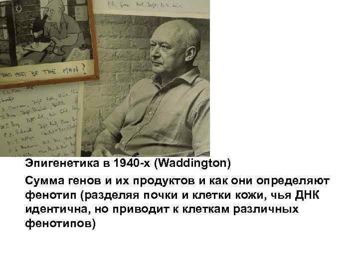 Эпигенетика в 1940 -х (Waddington) Сумма генов и их продуктов и как они определяют