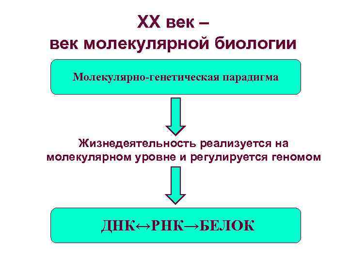 ХХ век – век молекулярной биологии Молекулярно-генетическая парадигма Жизнедеятельность реализуется на молекулярном уровне и