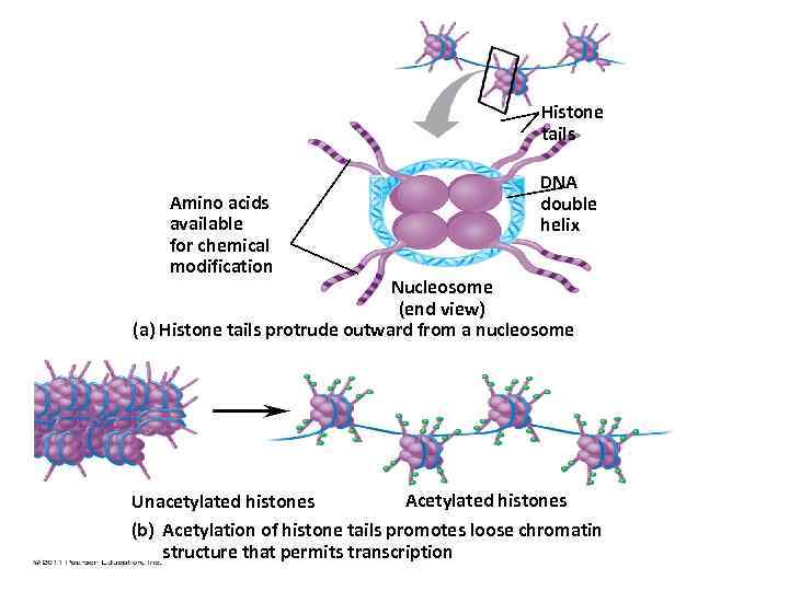 Histone tails Amino acids available for chemical modification DNA double helix Nucleosome (end view)