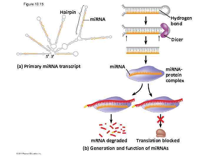 Figure 18. 15 Hairpin Hydrogen bond mi. RNA Dicer 5 3 (a) Primary mi.