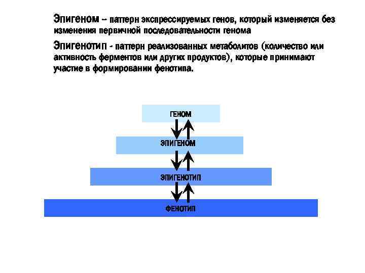 Эпигеном – паттерн экспрессируемых генов, который изменяется без изменения первичной последовательности генома Эпигенотип -