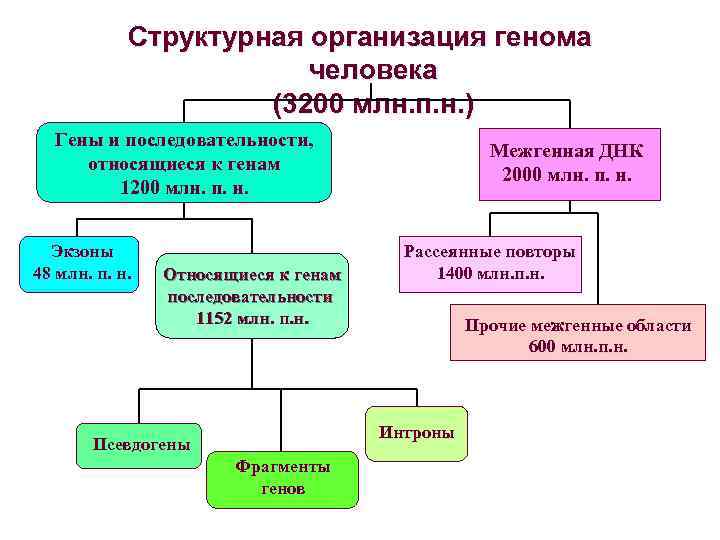 Структурная организация генома человека (3200 млн. п. н. ) Гены и последовательности, относящиеся к