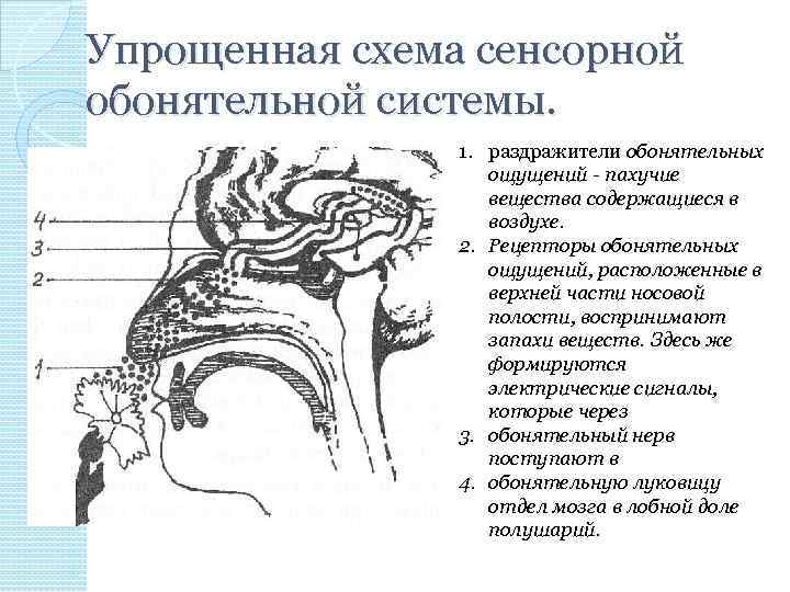 Упрощенная схема сенсорной обонятельной системы. 1. раздражители обонятельных ощущений - пахучие вещества содержащиеся в