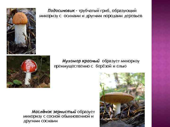Подосиновик трубчатый гриб