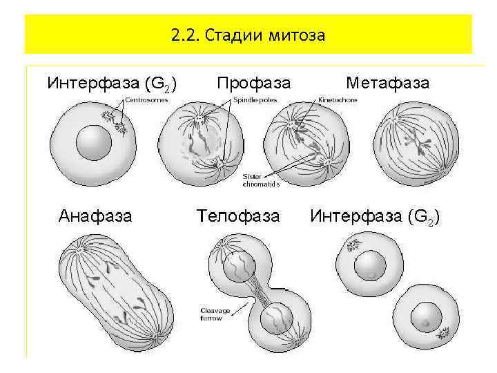 Бесполое деление клетки. Бесполое размножение митоз схема. Бесполое размножение таблица митоз. Митоз бесполое размножение. Формы размножения организмов бесполое размножение митоз.