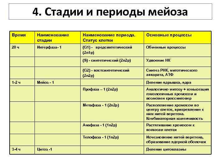 Наименование периода. Процессы и периодизация мейоза. Наименование фаз. Названия стадий.