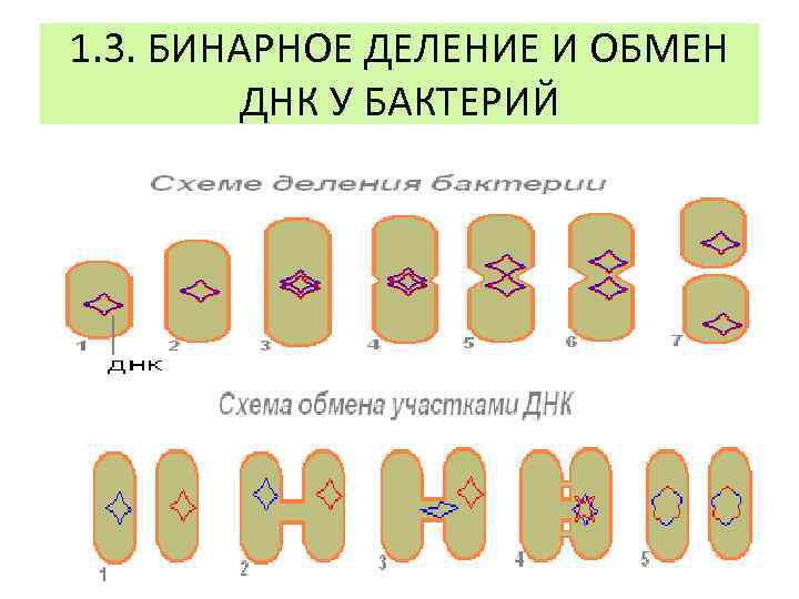 Схема бинарного деления