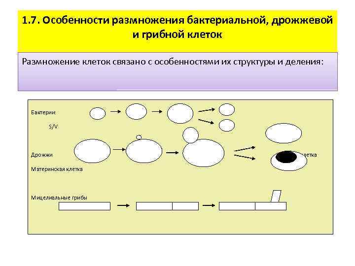 Половое размножение тест 6 класс. Особенности размножения клетки. Бесполое и половое размножение бактерий. Особенности размножения бактериальной клетки. Бесполое размножение клеток дрожжей.