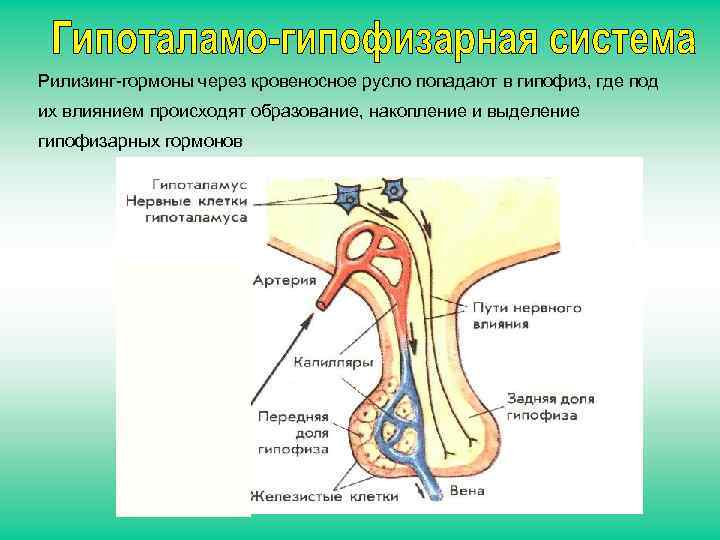 Рилизинг-гормоны через кровеносное русло попадают в гипофиз, где под их влиянием происходят образование, накопление