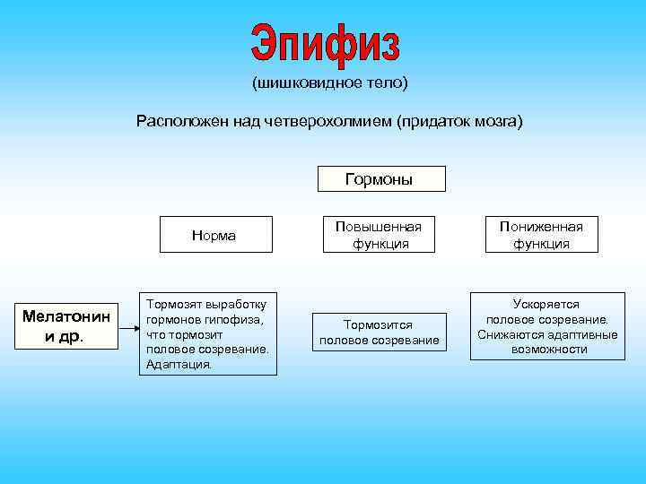 (шишковидное тело) Расположен над четверохолмием (придаток мозга) Гормоны Норма Мелатонин и др. Тормозят выработку