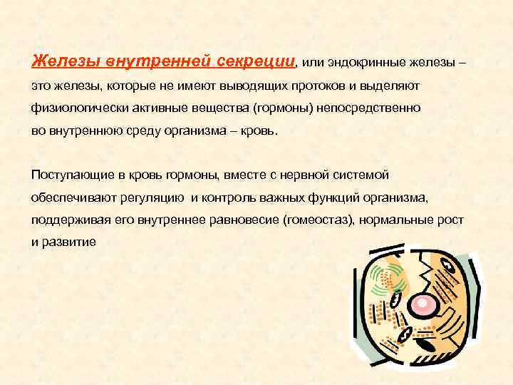 Железы внутренней секреции, или эндокринные железы – это железы, которые не имеют выводящих протоков