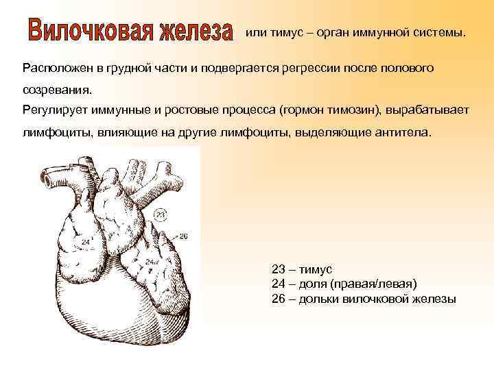 или тимус – орган иммунной системы. Расположен в грудной части и подвергается регрессии после