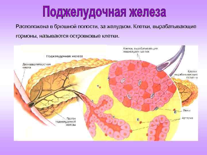 Расположена в брюшной полости, за желудком. Клетки, вырабатывающие гормоны, называются островковые клетки. 