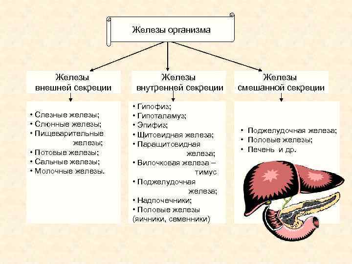 Железы организма Железы внешней секреции • Слезные железы; • Слюнные железы; • Пищеварительные железы;