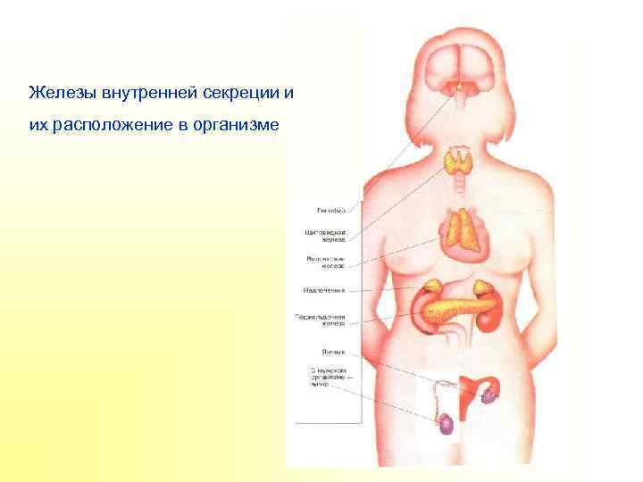 Железы внутренней секреции и их расположение в организме 