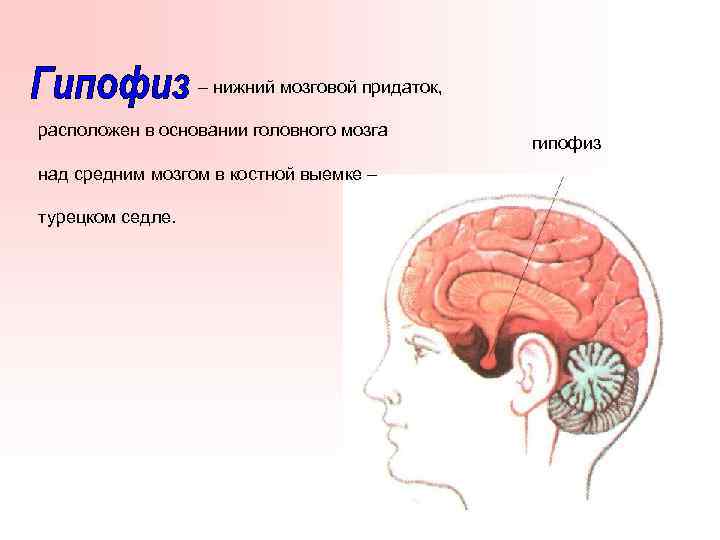 – нижний мозговой придаток, расположен в основании головного мозга над средним мозгом в костной