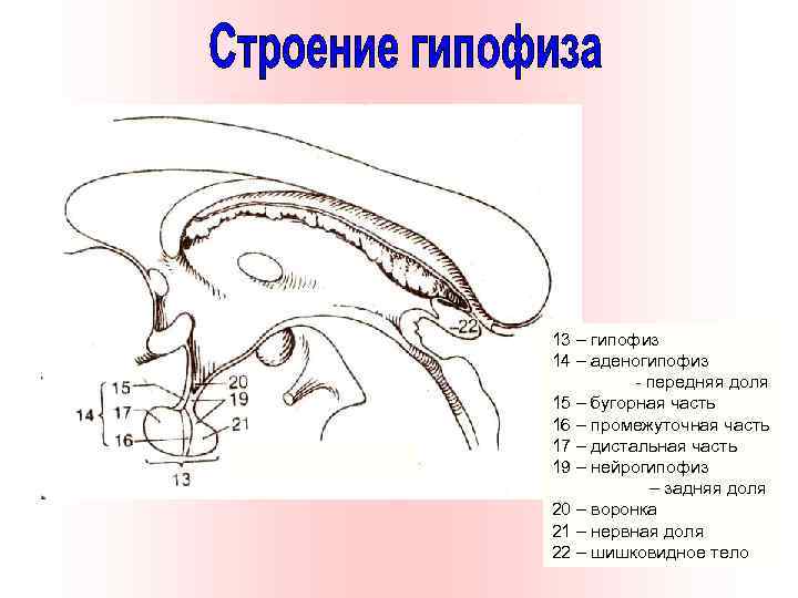 13 – гипофиз 14 – аденогипофиз - передняя доля 15 – бугорная часть 16