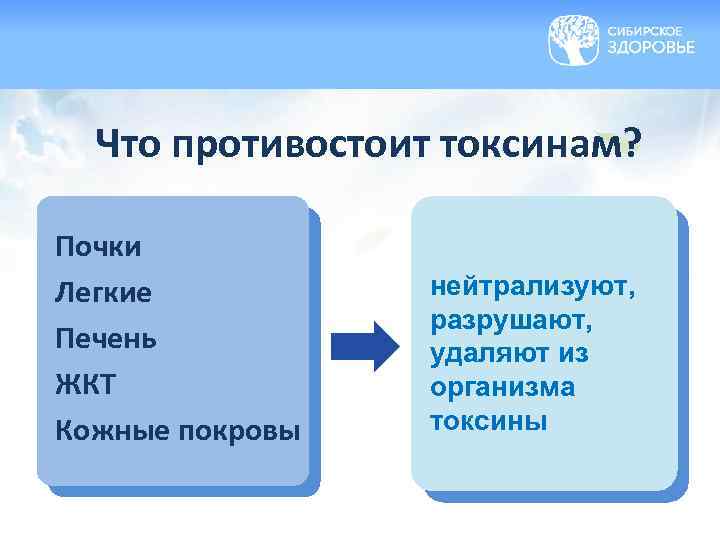 Что противостоит токсинам? Почки Легкие Печень ЖКТ Кожные покровы нейтрализуют, разрушают, удаляют из организма