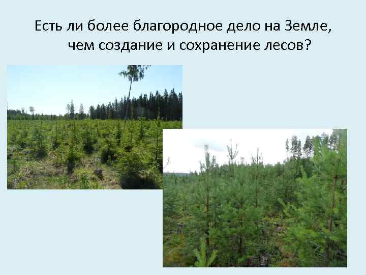 Есть ли более благородное дело на Земле, чем создание и сохранение лесов? 