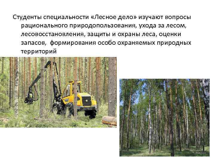 Студенты специальности «Лесное дело» изучают вопросы рационального природопользования, ухода за лесом, лесовосстановления, защиты и
