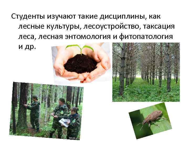 Студенты изучают такие дисциплины, как лесные культуры, лесоустройство, таксация леса, лесная энтомология и фитопатология