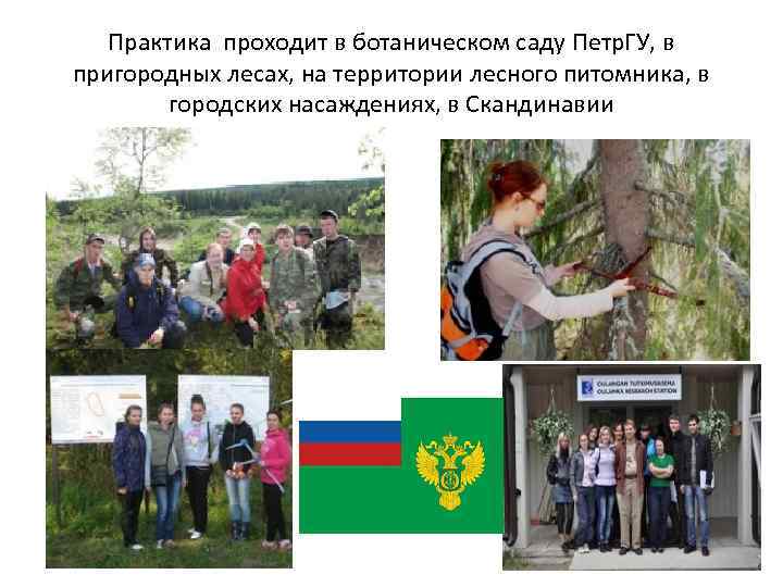 Практика проходит в ботаническом саду Петр. ГУ, в пригородных лесах, на территории лесного питомника,