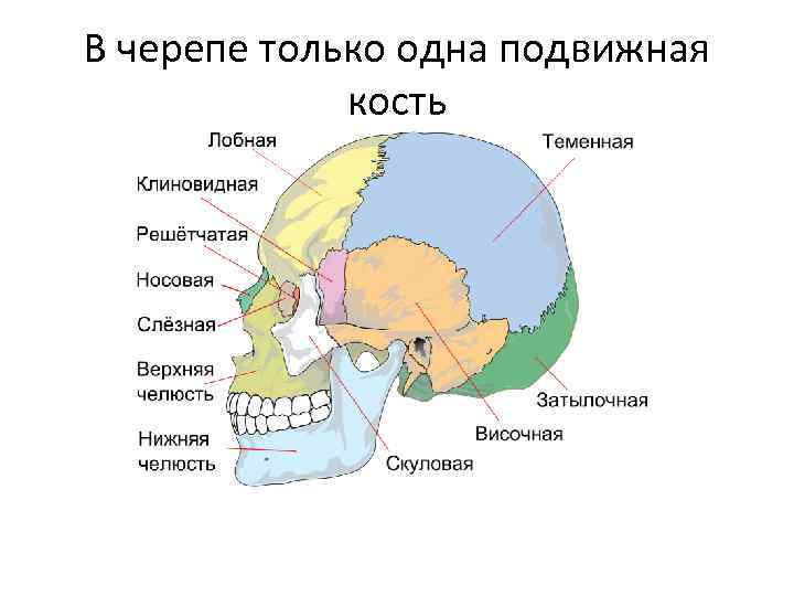 В черепе только одна подвижная кость 