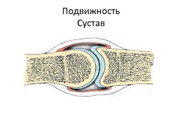 Подвижность Сустав 