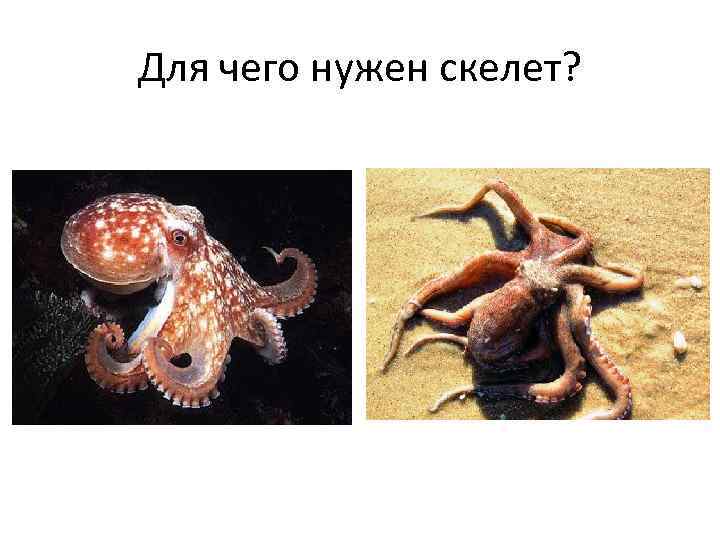 Для чего нужен скелет? 