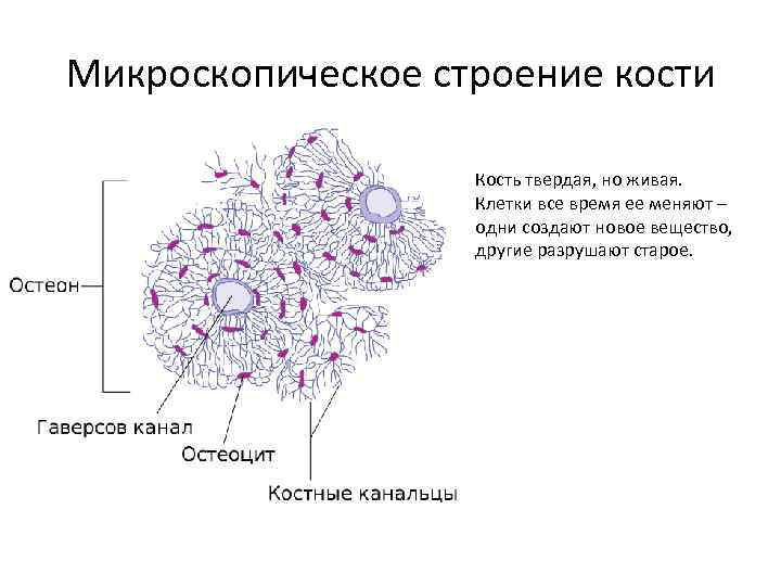 Микроскопическое строение кости Кость твердая, но живая. Клетки все время ее меняют – одни