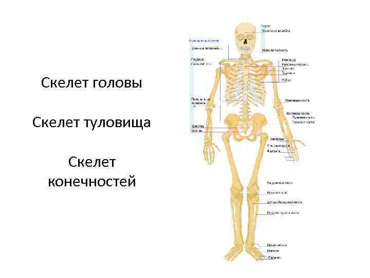 Скелет головы Скелет туловища Скелет конечностей 