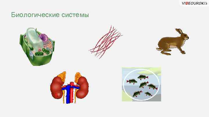 Биологические системы 